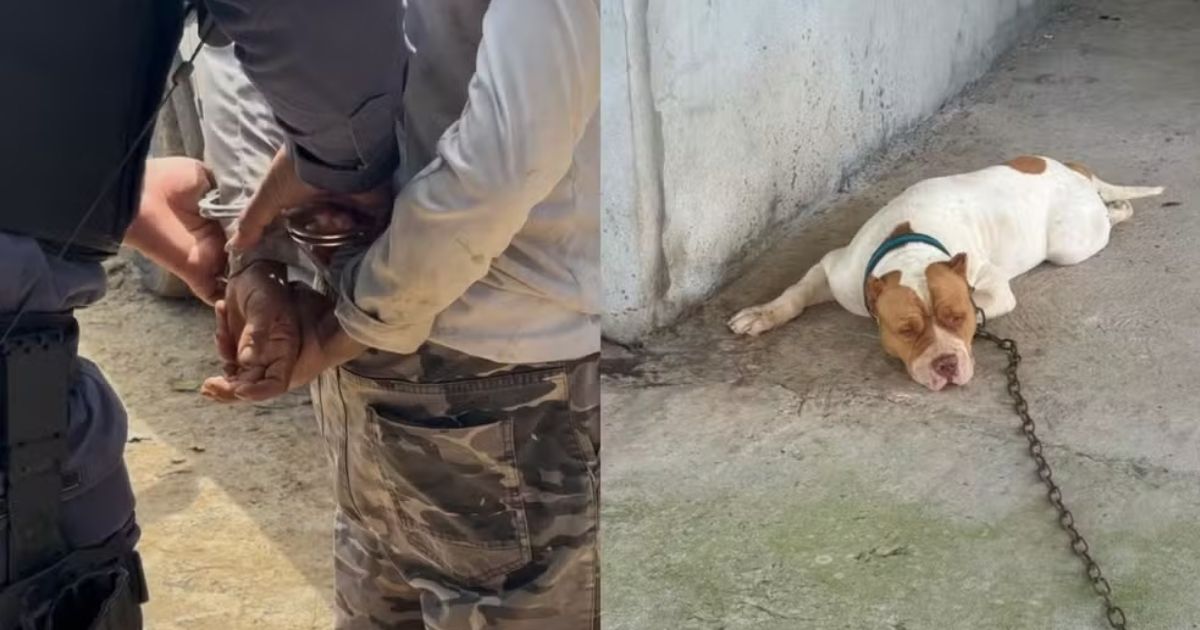 Homem é preso em Presidente Figueiredo após vídeo de abuso sexual contra cachorro